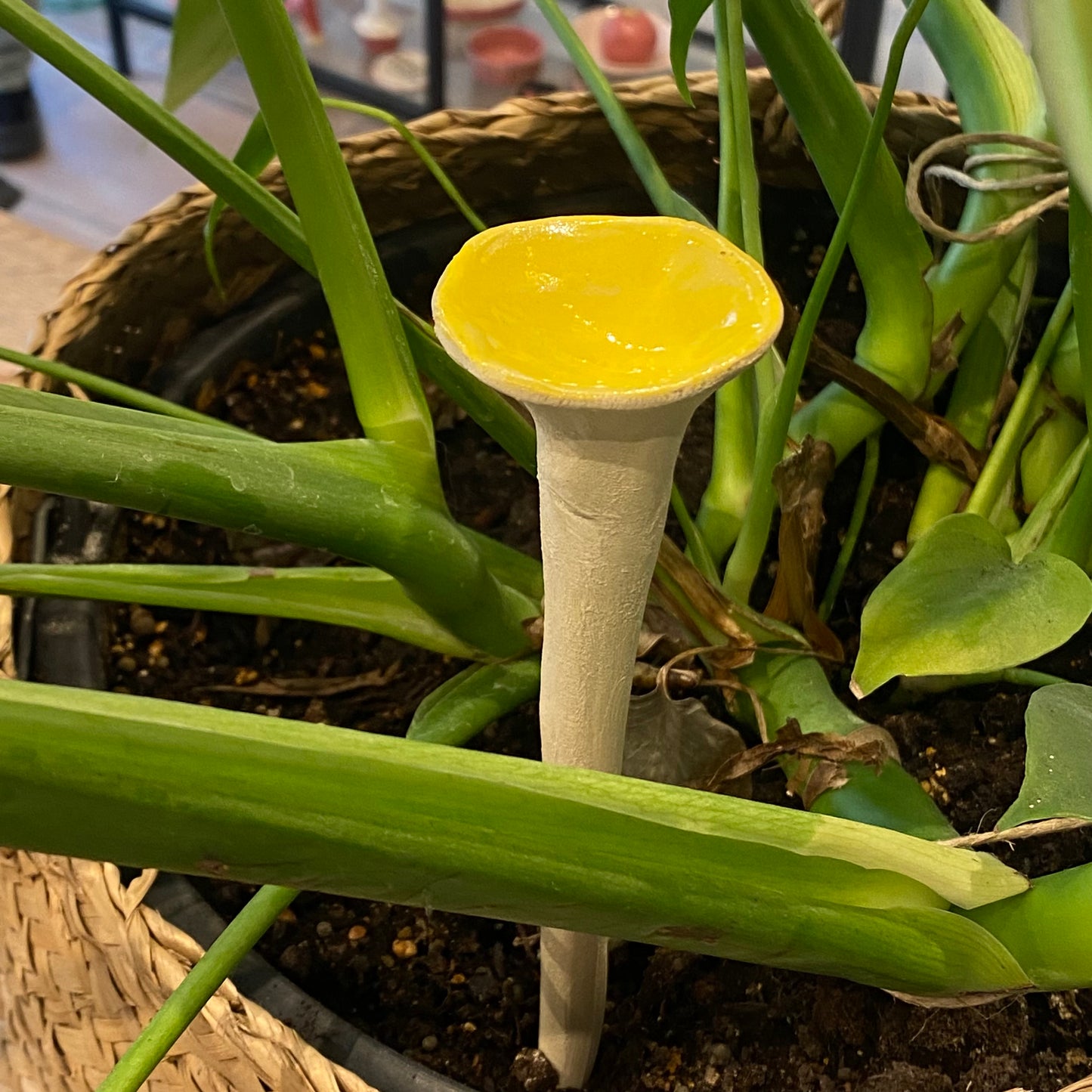 Insektkop, Bee cup