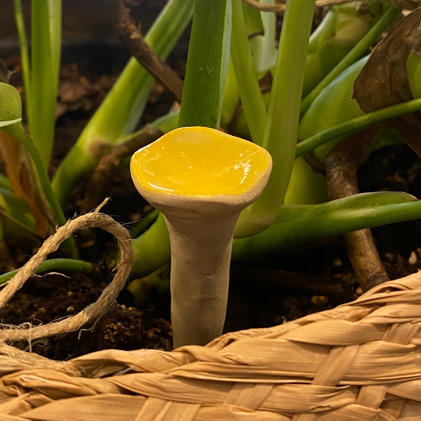 Insektkop, Bee cup