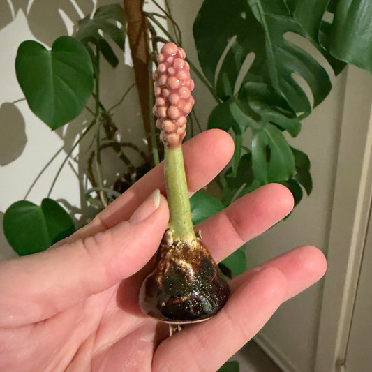 Hyasint, gammelrosa